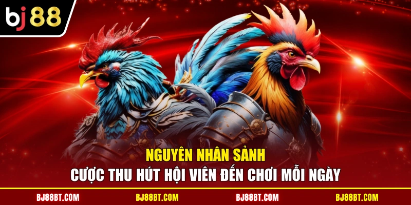 Nguyên nhân sảnh cược thu hút hội viên đến chơi mỗi ngày
